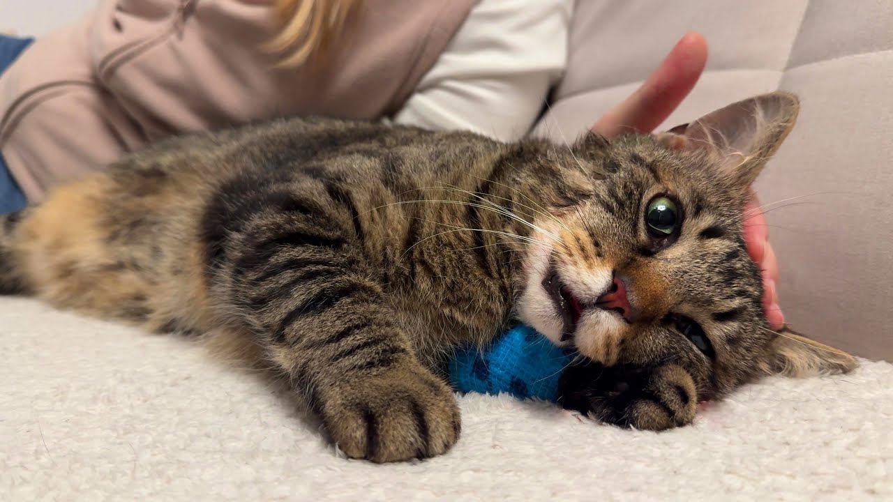 Our cat lost 13 teeth on the 13th day of the month - here's how he did