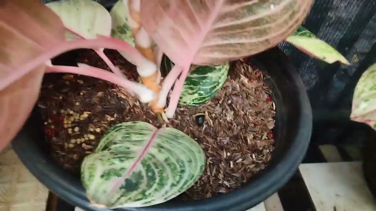 Aglonema di Januari 2026