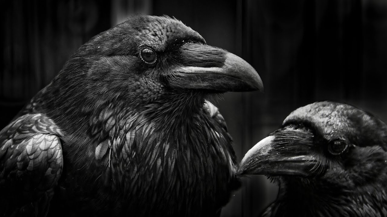 HARDTECHNO 2024 // 2025 🐦[NEW style mix] vol.4 160bpm