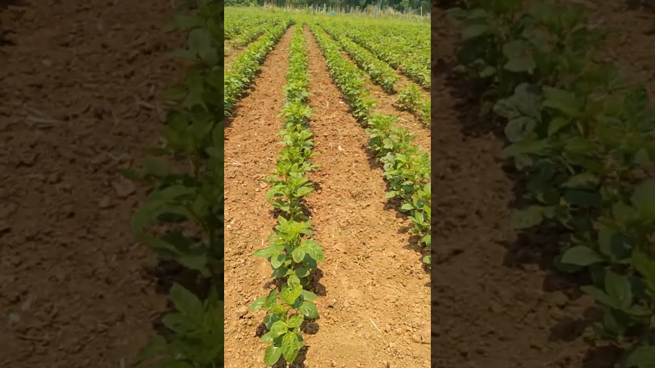 amazing cluster beans on 50days #sangamaifarming #viral #shorts