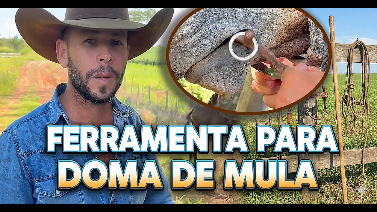 INTERESSANTE ESTÁ FERRAMENTA DE USAR NA BOCA DA MULA/BURRO PARA DOMA