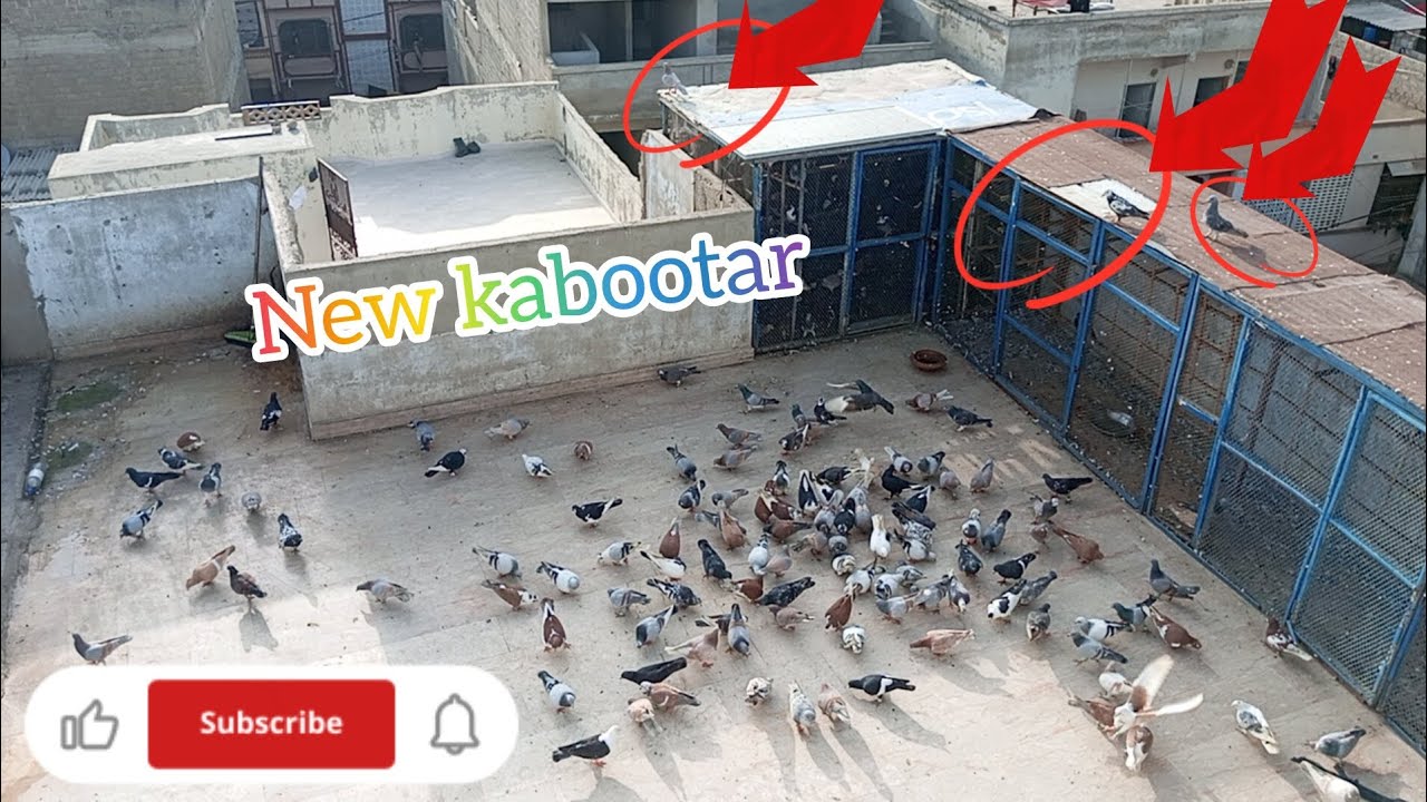 New kabootar 🕊🥳👈