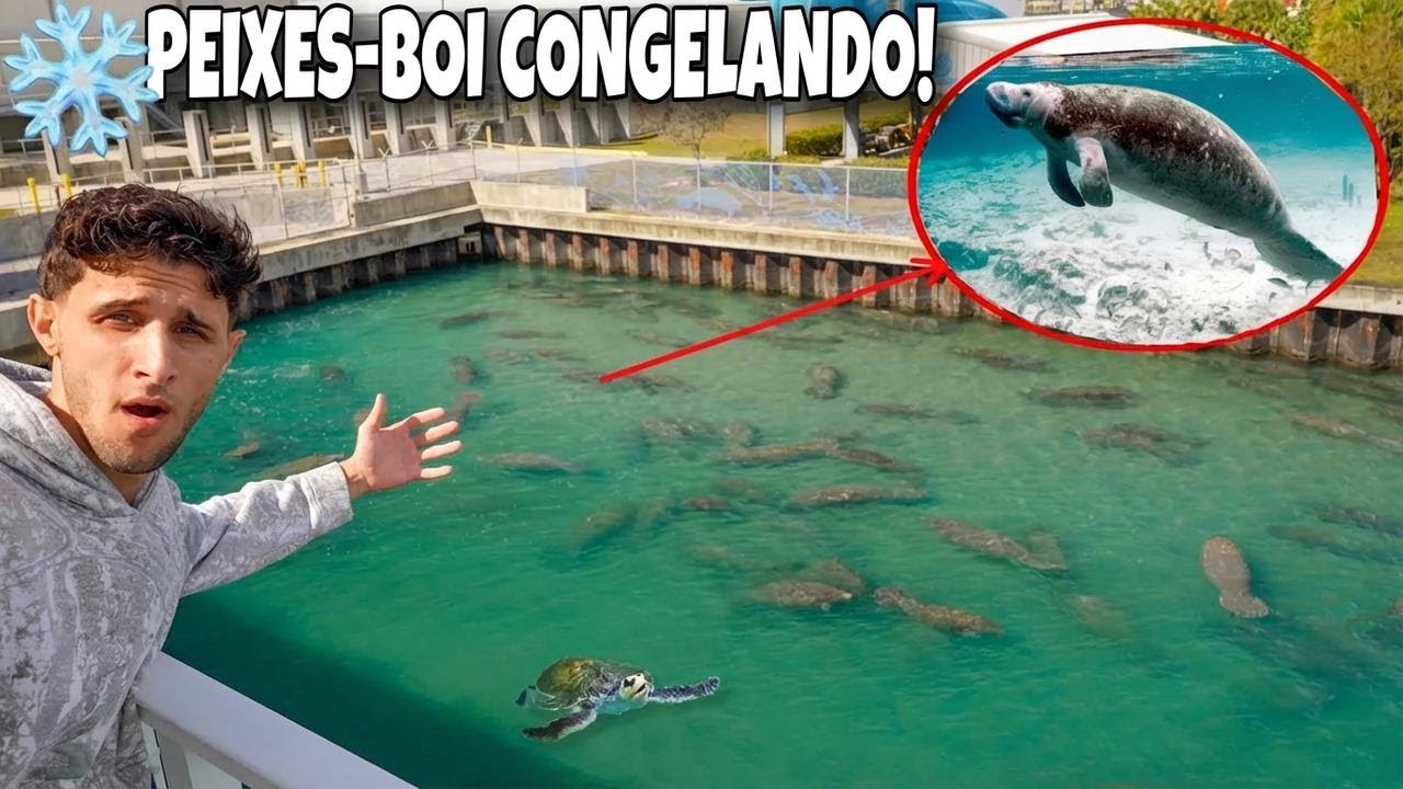 Manatis lutando para sobreviver ao frio em peso!