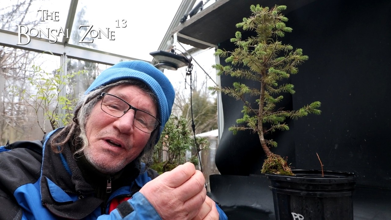 Planting A Root Over Rock Spruce, The Bonsai Zone, Mar 2026
