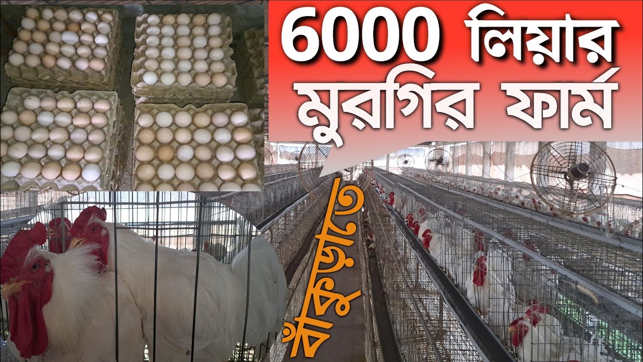 বাঁকুড়ায় 6000 লিয়ার মুরগির ফার্ম /player farming( 6000)birds buiness in west bengal