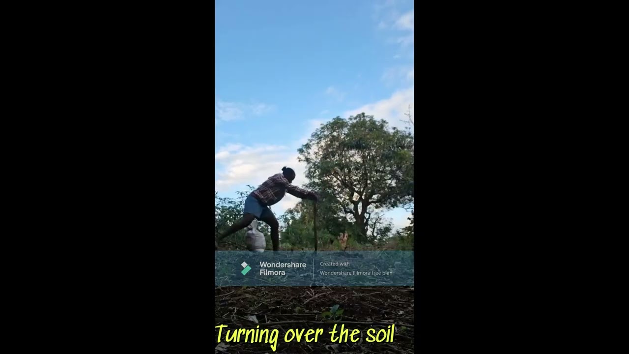Planting Taiga Tomatoes | Heirloom Variety