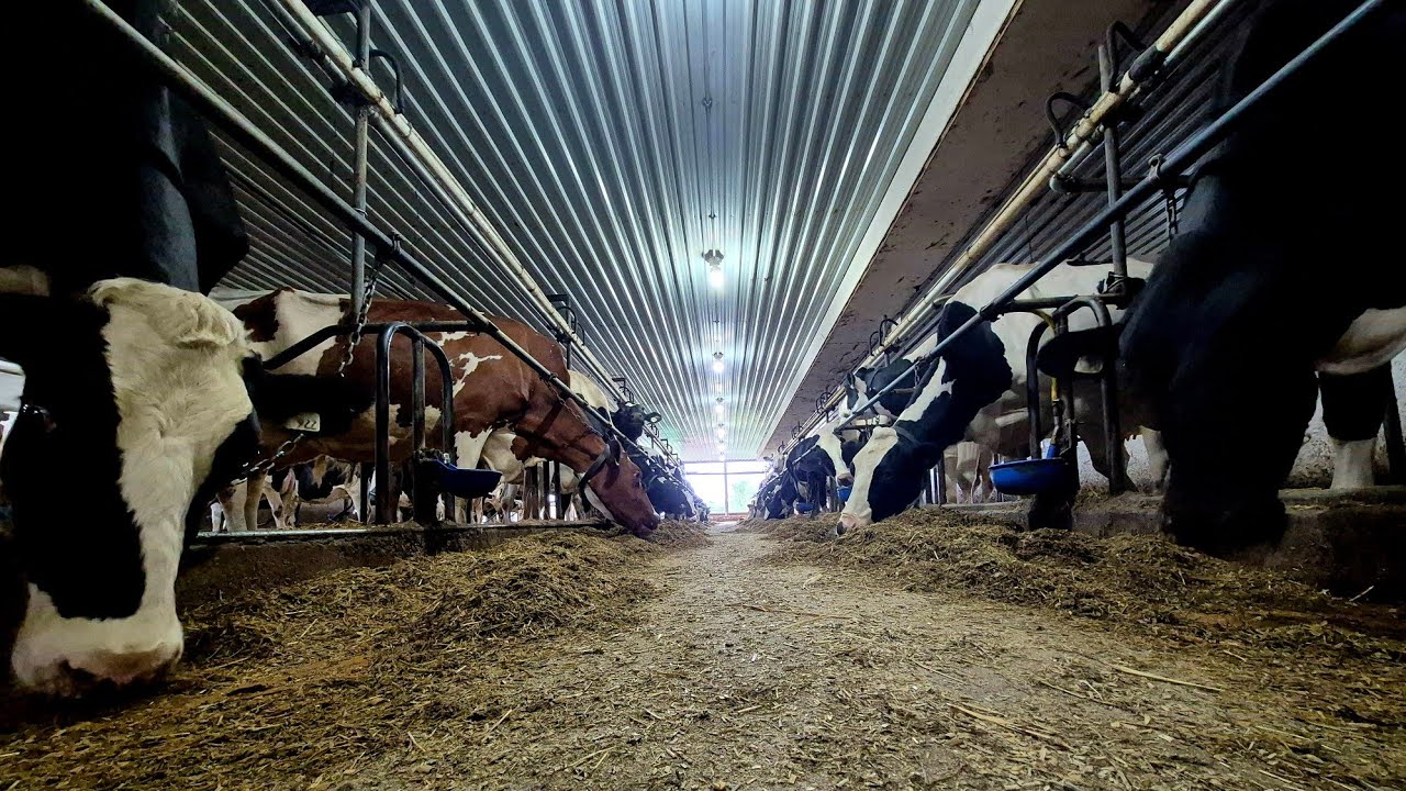VERY DAIRY!!! Huge Changes On Our 91 Cow Tie Stall Dairy Farm!!! 