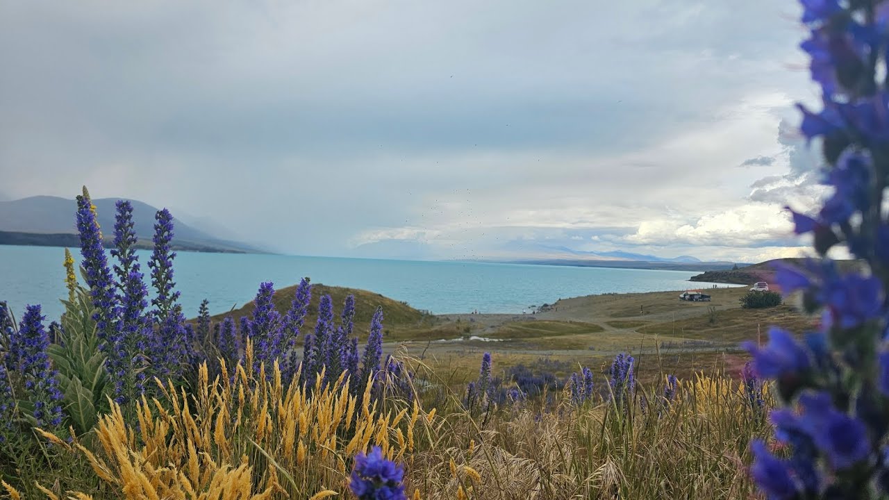 To Lake Tekapo😃🇳🇿