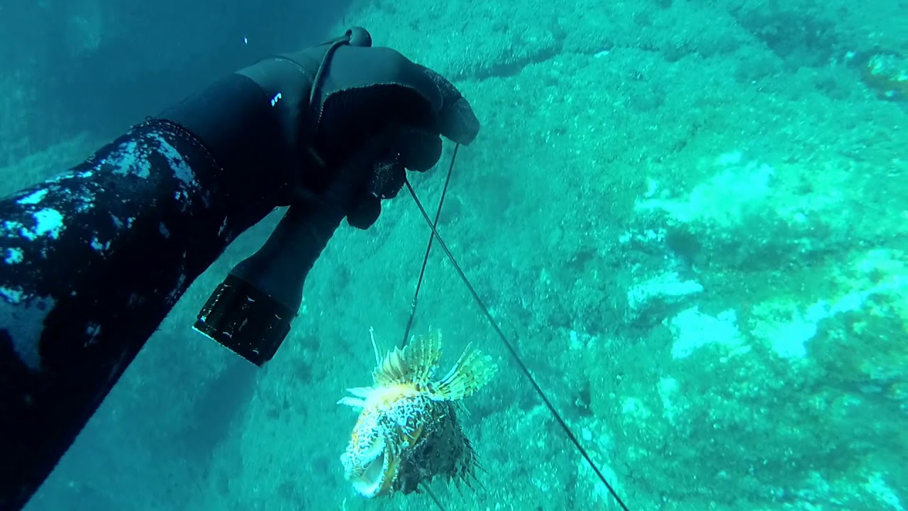 Pesca submarina.Pesca de cabrachos probando los fusiles de la casa nfsub !!