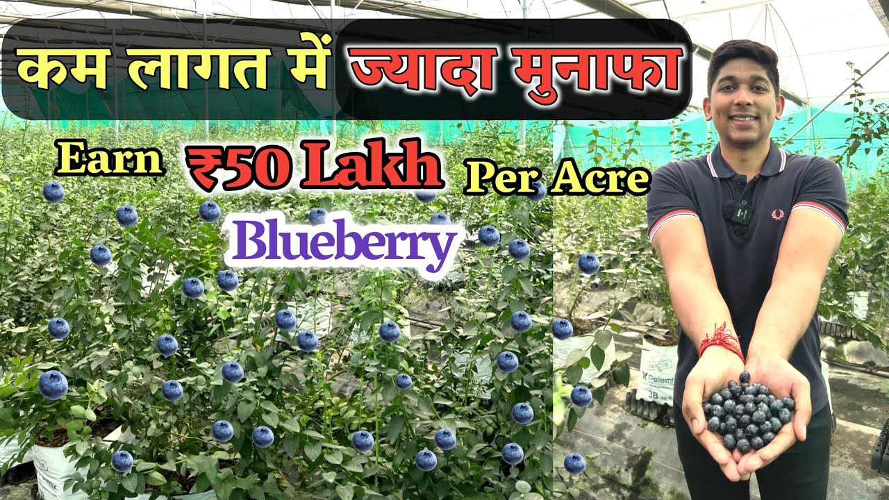 Blueberry farming in India: कम लागत में ज्यादा मुनाफा | Earn ₹50 Lakh Per Acre