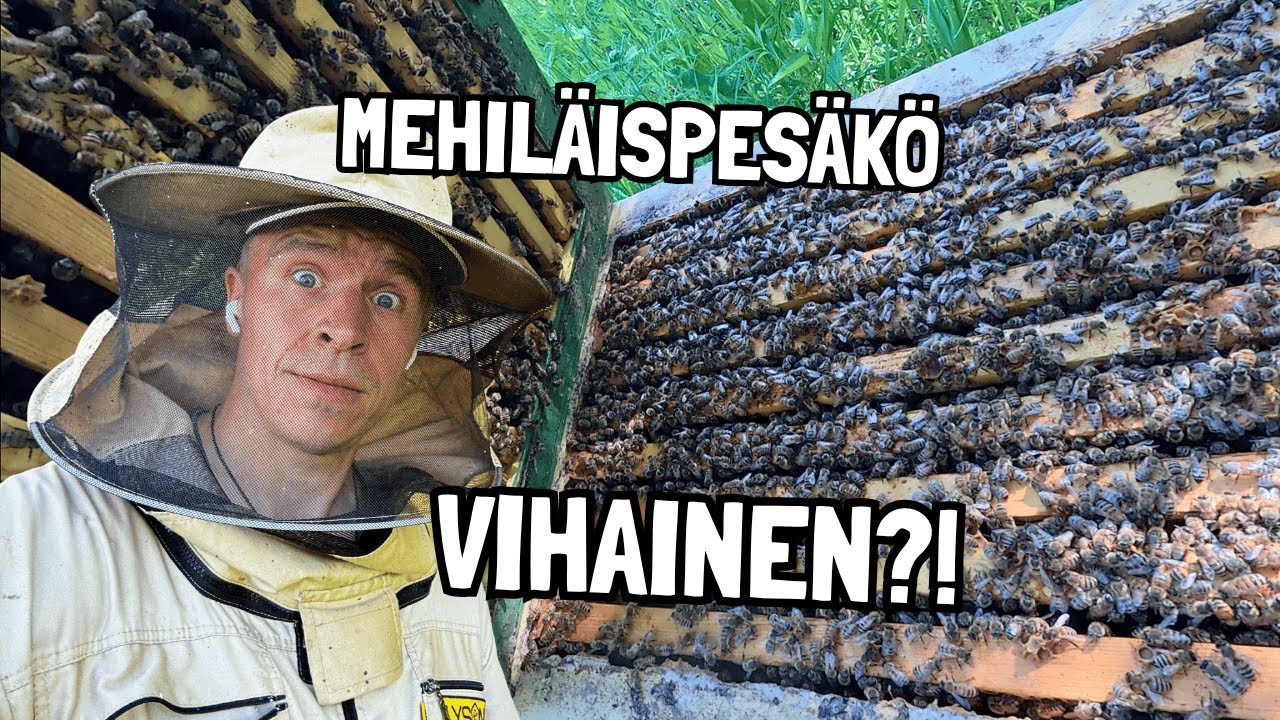 Viime kesän VIHAINEN mehiläispesä muuttui täysin – mitä ihmettä tapahtui?! 🐝😲