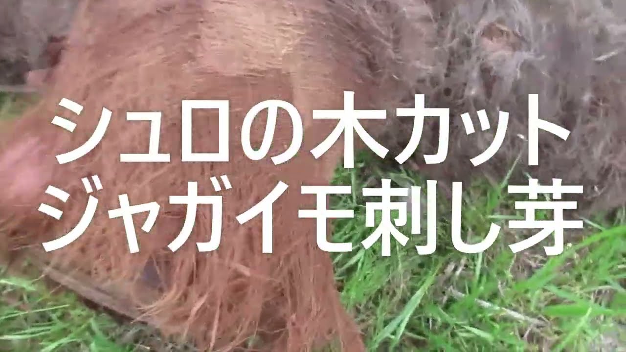 伐採シュロの木カット・ジャガイモ刺し芽その後