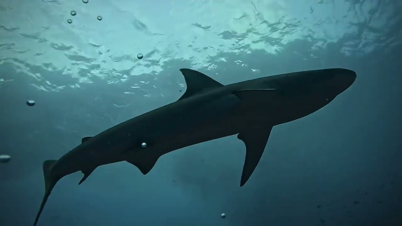 &bdquo;Malpelo Island&ldquo; Colombia 10.-19.01.2025