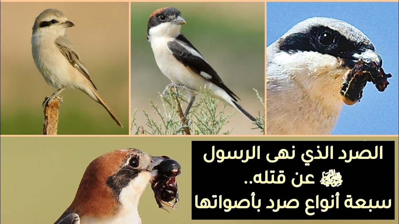 طير الصرد الذي نهى الرسول ﷺ عن قتله ليس من طيور الصيد - طريقة معرفة ستة أنواع مهاجرة من الشكل والصوت