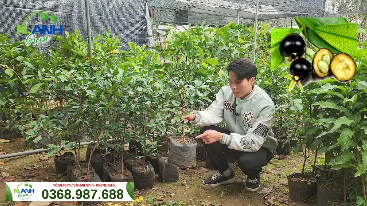 Giống Cherry Brazil Chịu Nhiệt: Quả Sai Chi Chít, Dễ Trồng Tại Việt Nam - Nhà Vườn Nguyên Anh