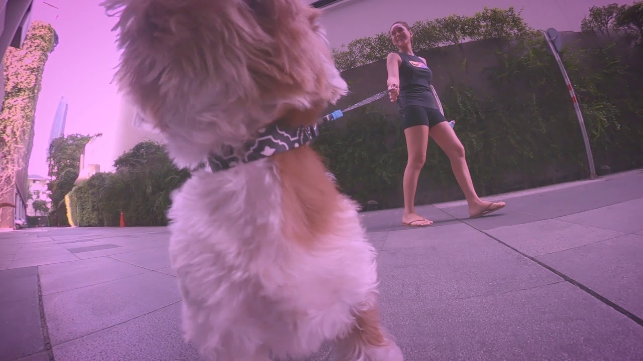 All DOG TV