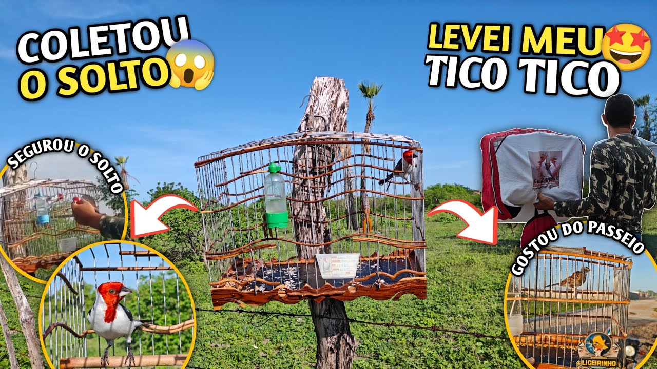 🌵 ACHAMOS A MORADA DO GALO DE CAMPINA SOLTO!!! (Campeada de campina e Tico Tico)