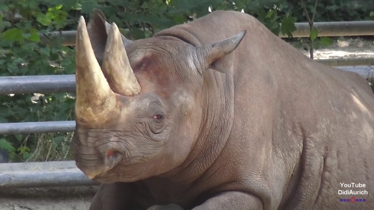 Berlin Zoo Nashorn Nashornbulle Jasper &Ouml;stliches Spitzmaulnashorn Bulle Black rhinoceros