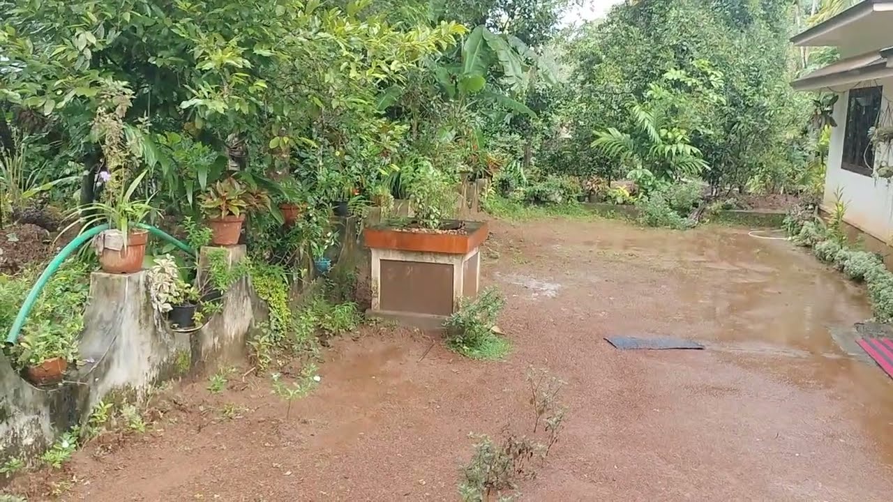 85 സെന്റും 1750 സ്ക്വയർ ഫീറ്റ് വീടും വളരെ ലാഭത്തിൽ വിൽപ്പനയ്ക്ക് 95 62 19 97 44 #Realestate (243)