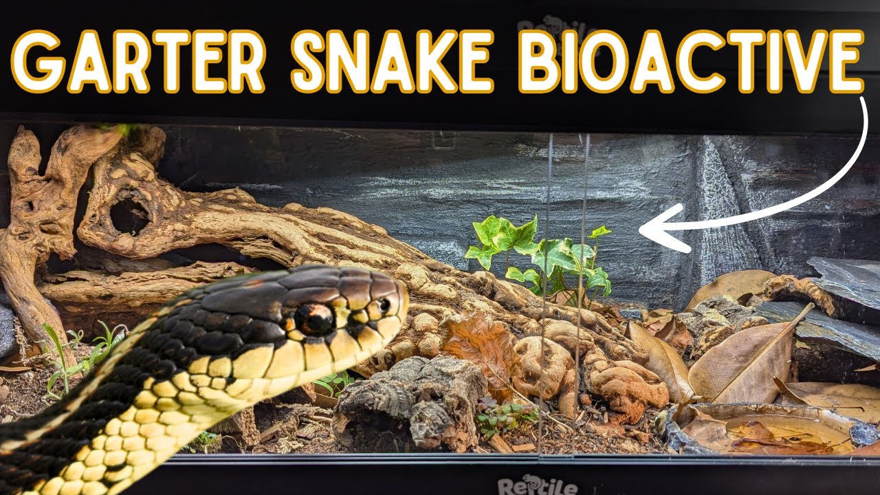 How to Build the Ultimate Bioactive Garter Snake Enclosure - step by step guide 🐍🌿