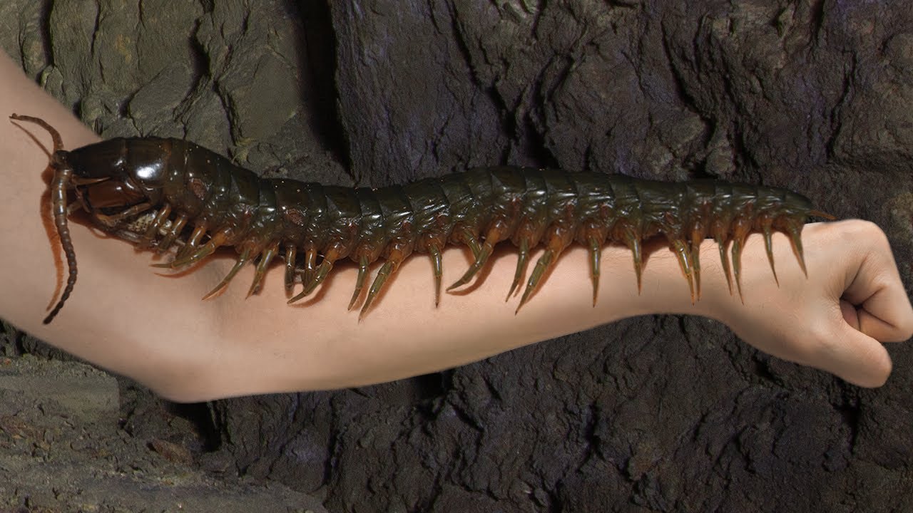 10 Scariest Creatures In The Amazon!