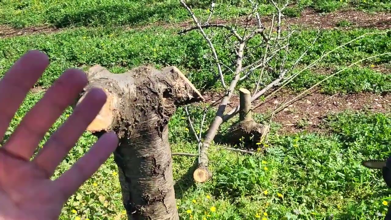 MANDORLO: POTATURA DI RIFORMA
