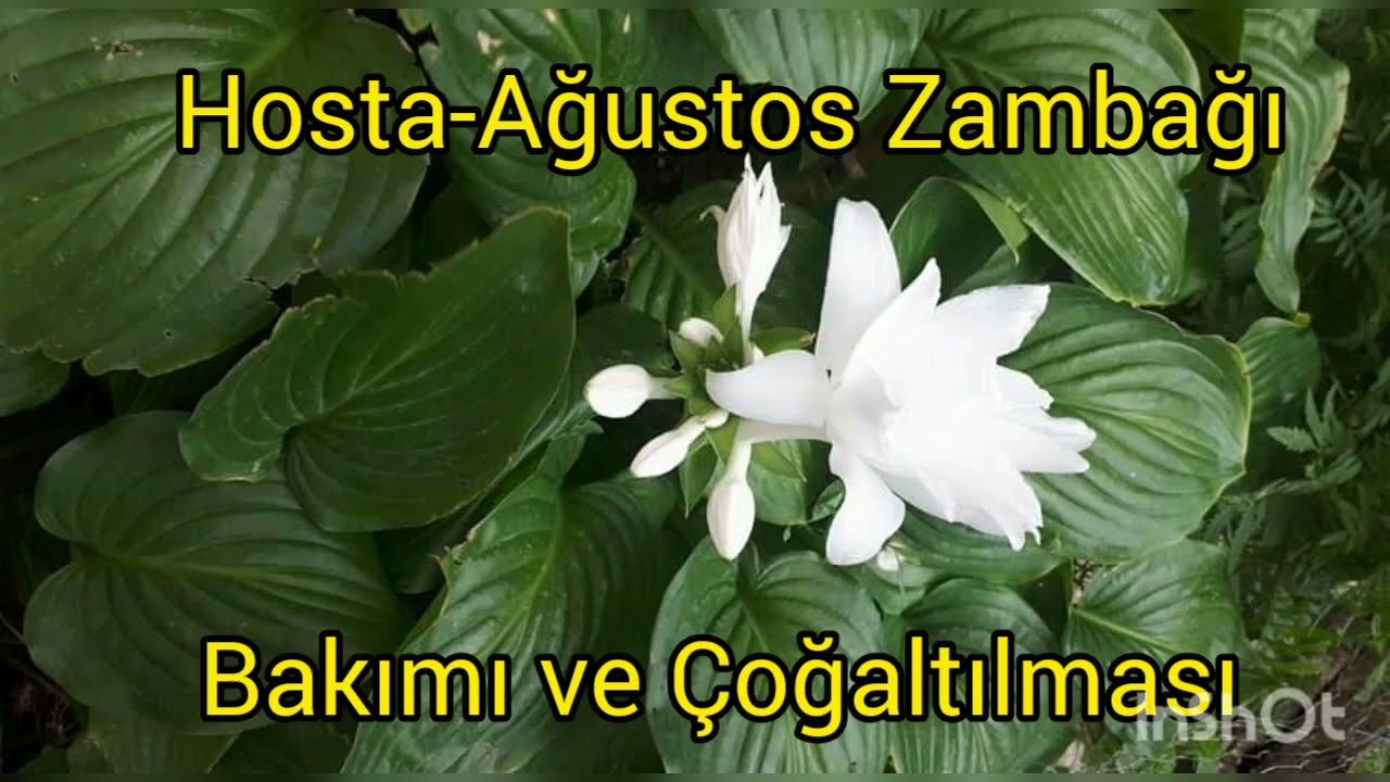 Hosta, Ağustos Zambağı Bakımı ve Çoğaltılması