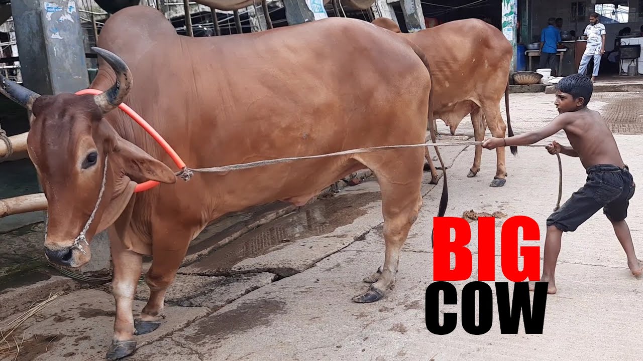 Gabtoli Cow new collection 2020 | Gabtoli Cow Eid collection 2020 | Gabtoli gorur haat 2020