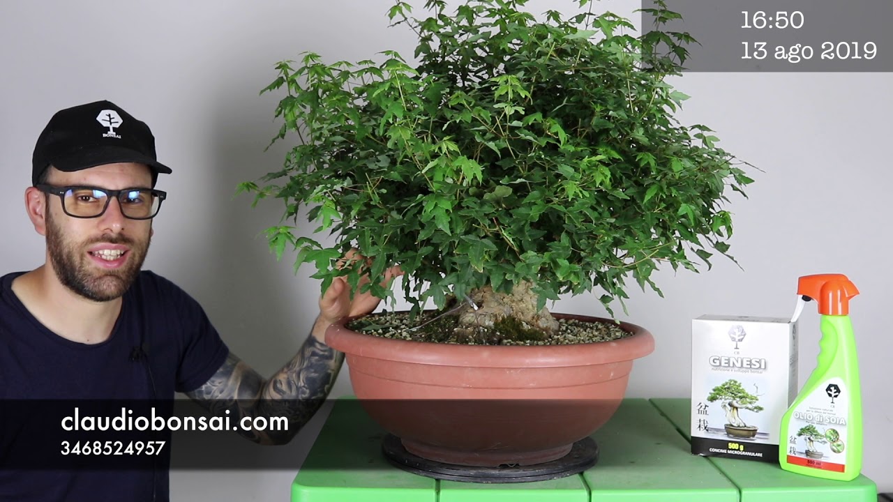 COME DEVE ESSERE UN VERO PRE BONSAI