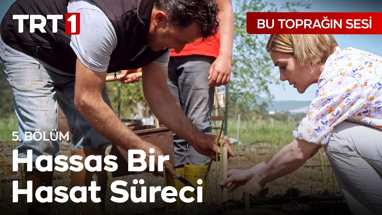 Kuşkonmaz Nasıl Yetiştiriliyor? - Bu Toprağın Sesi 5. Bölüm