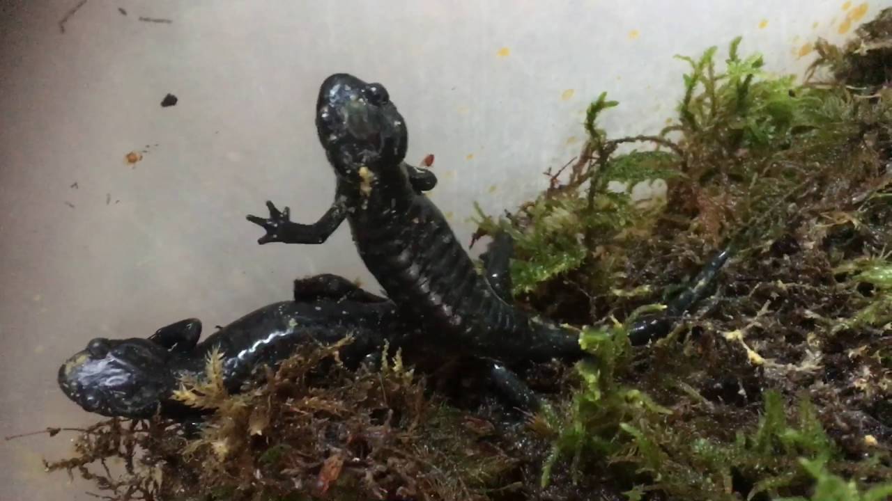 Salamandra atra atra