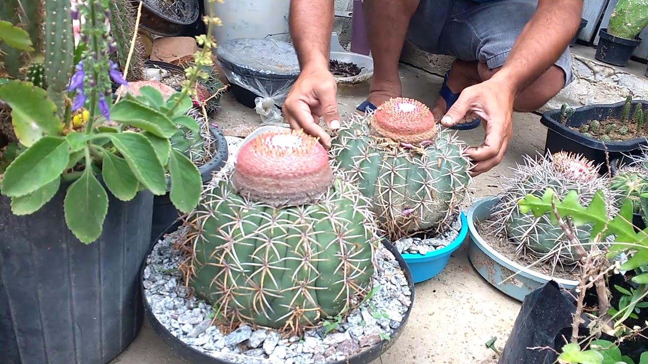 Como plantar o melocactus e curiosidades parte 1