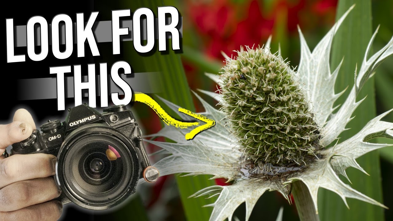IMPROVE your Photography skills - just look for this...