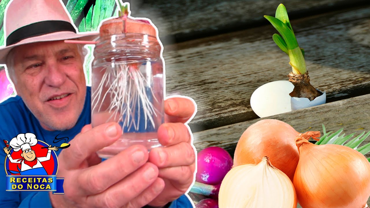 🧅Como PLANTAR CEBOLA  no VASO e CRESCER MUITO RÁPIDO 🧅