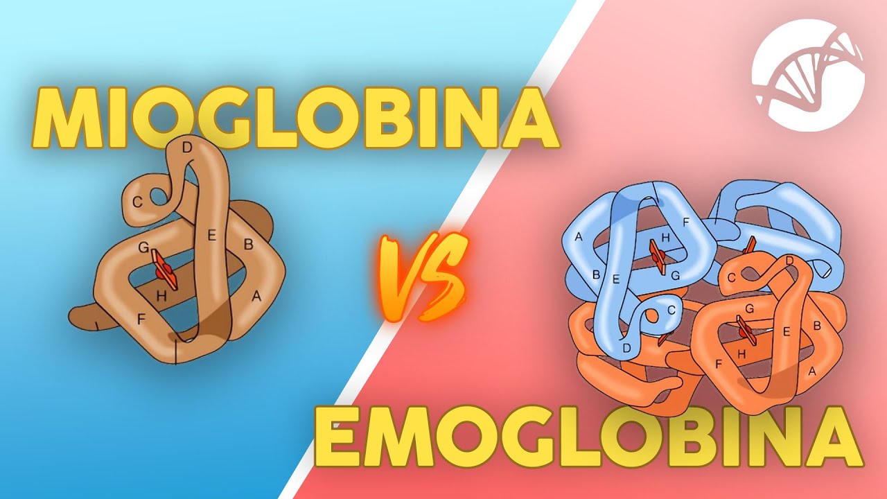 Mioglobina: funzioni e differenze rispetto all'Emoglobina 🩸