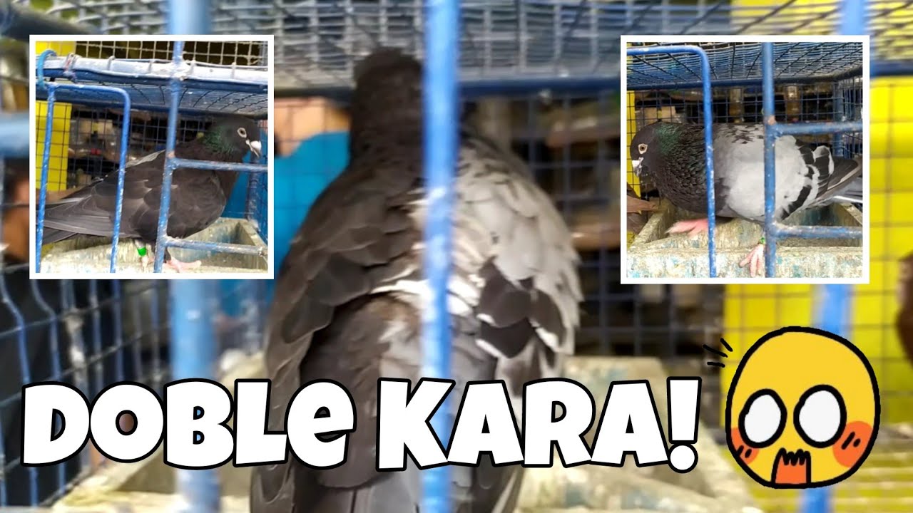 KAKAIBANG IBON SOBRANG KAKAIBA! | BIO PIGEON BIO RESEARCH (last part!)