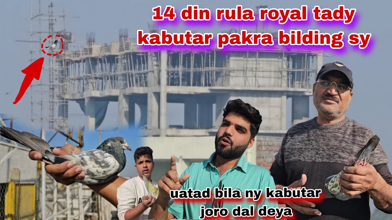 14 din rula kabutar pakra bilding sy chama ny😯ustad bila ny kabutar ko joro dal deya