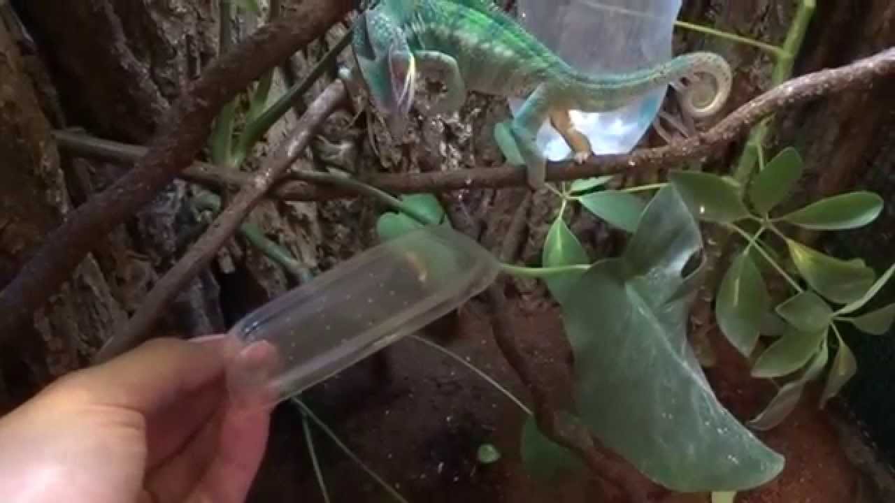 Panther chameleon vs Zophobas morio