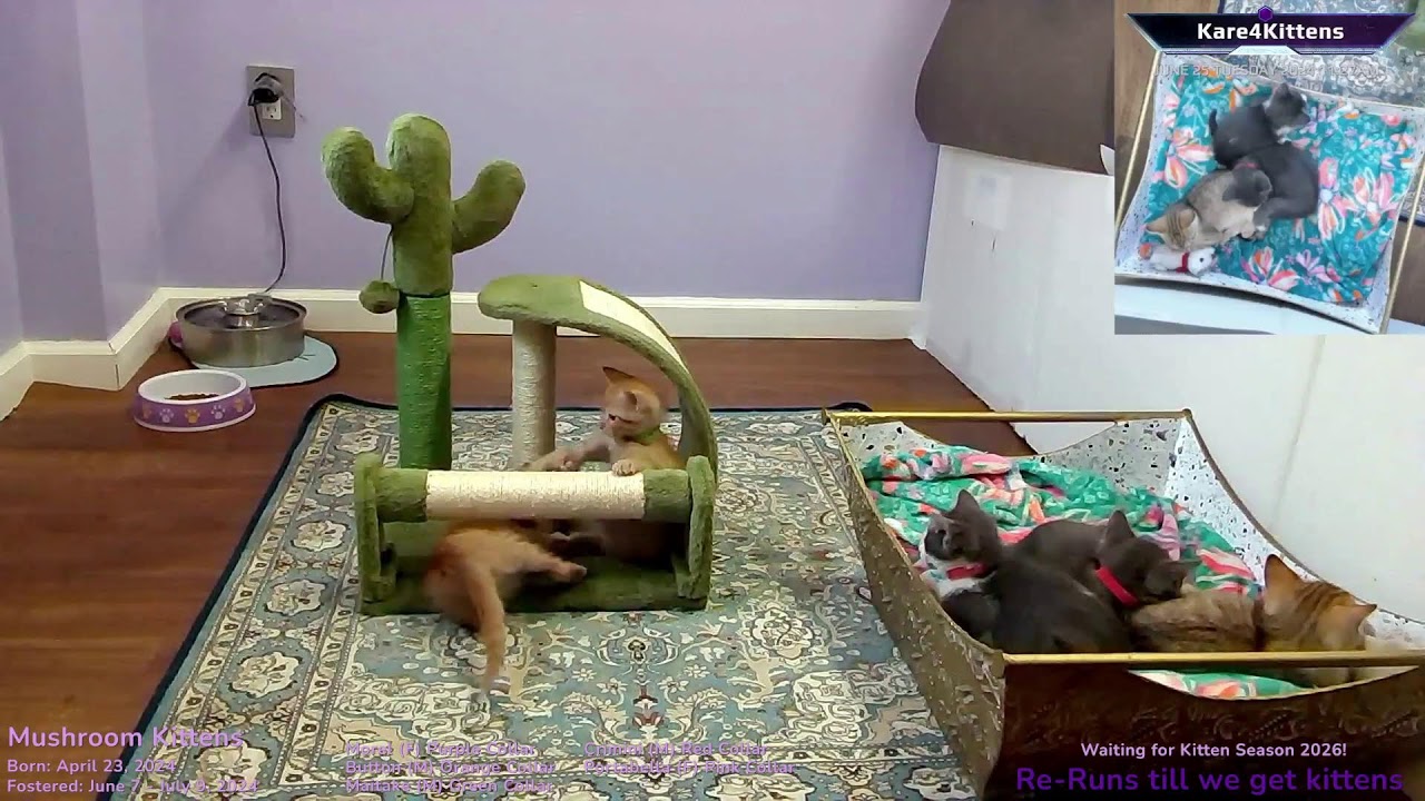 Just Kitten Around ReRuns- Relax while watching foster kittens sleep, play and grow up!