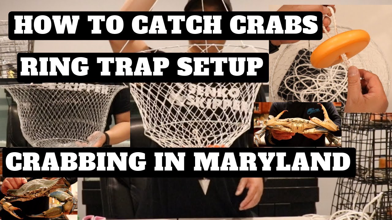Crabbing In Maryland - How To Setup A Ring Trap