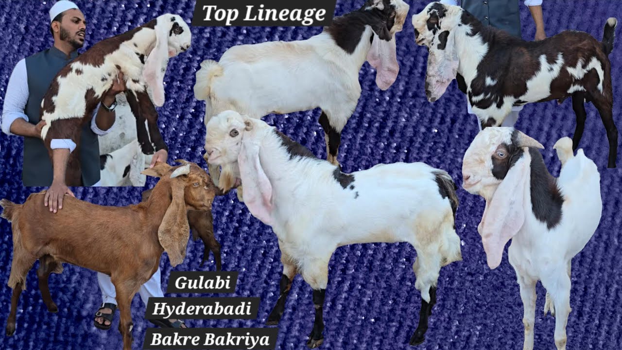 Mohammed Bullet hyderabadi goat farm | pure gulabi hyderabadi breeder bakre bakriya available in Hyd