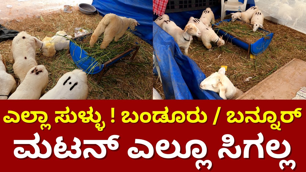 ಎಲ್ಲಾ ಸುಳ್ಳು ! ಬಂಡೂರು/ಬನ್ನೂರ್ ಮಟನ್ ಎಲ್ಲೂ ಸಿಗಲ್ಲ | Bannur Sheep Farming | Suddi Karnataka