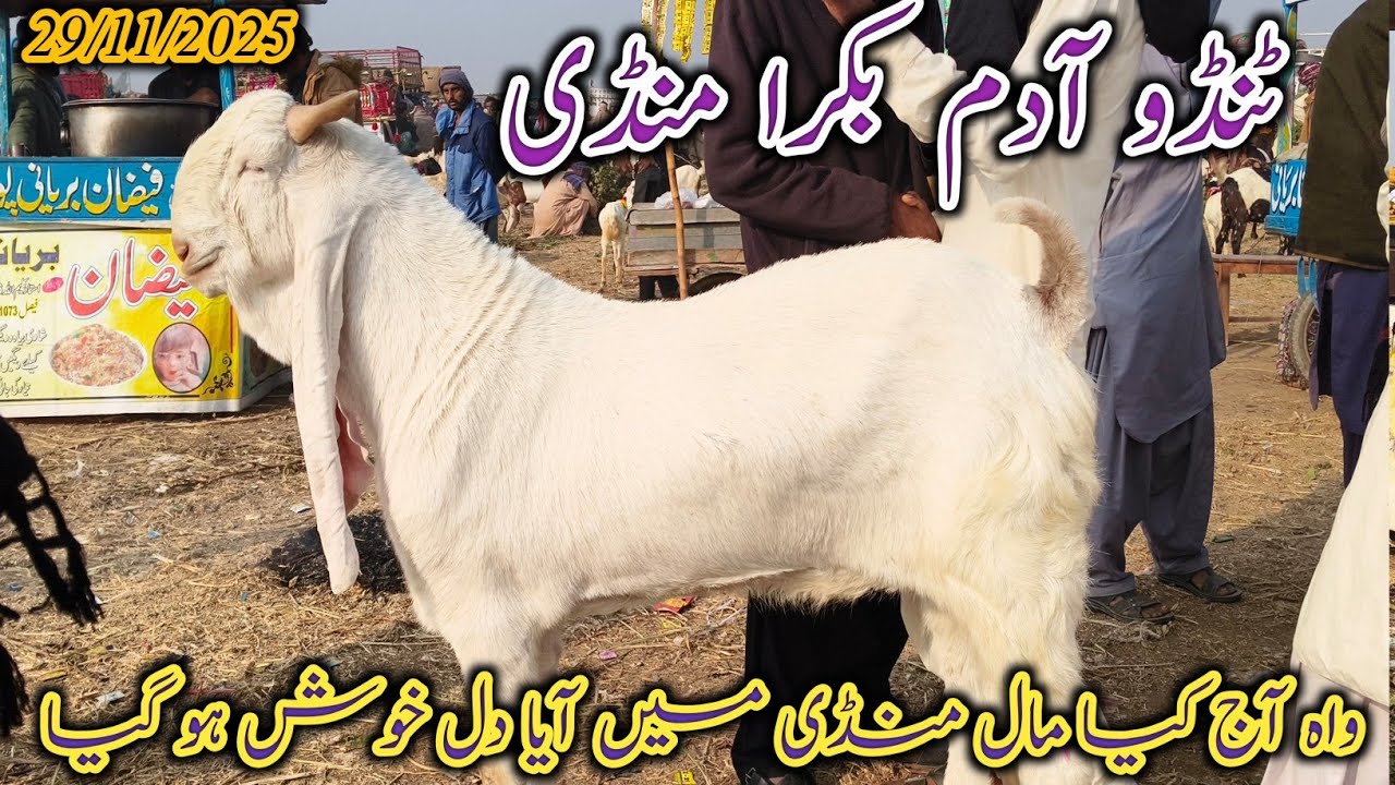 Bakra Mandi Tando Adam | Today update | Bakra Eid 2026 | Dodh wali aur pergunt bakriyan | 29/11/2025
