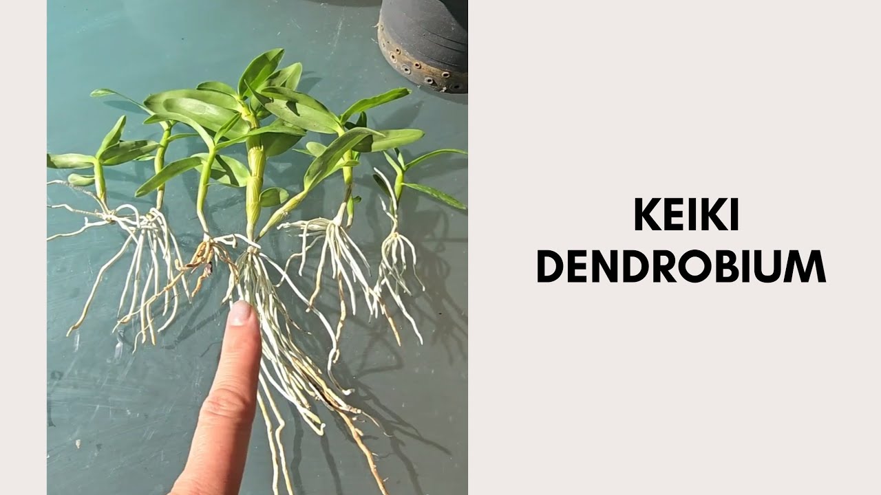 Aqui tenéis los keikis de mi Dendrobium 