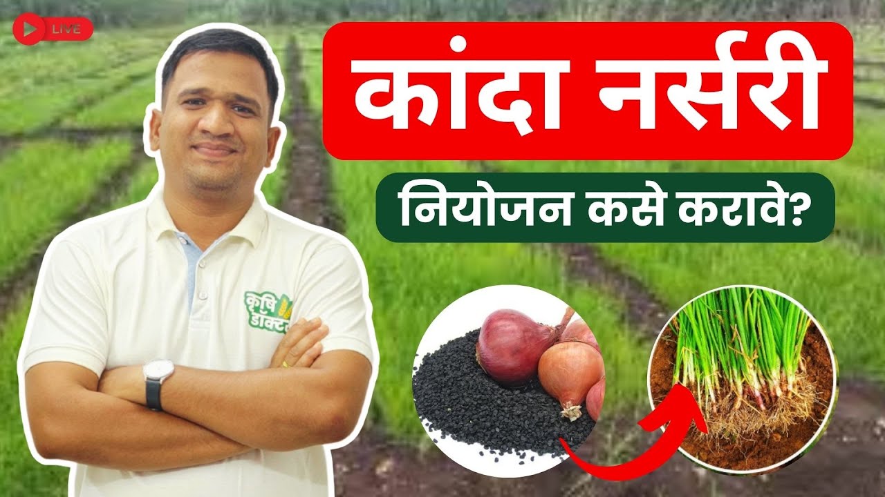 कांदा रोपवाटिका संपूर्ण नियोजन 2025 | Kanda Ropvatika Niyojan | Onion Nursery Management