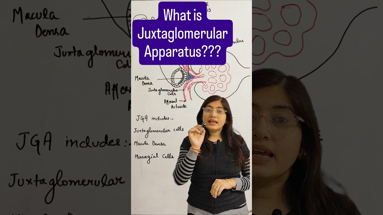 Juxtaglomerular Apparatus easy explanation in hindi #juxtaglomerularcells #kidneyfacts #kidney