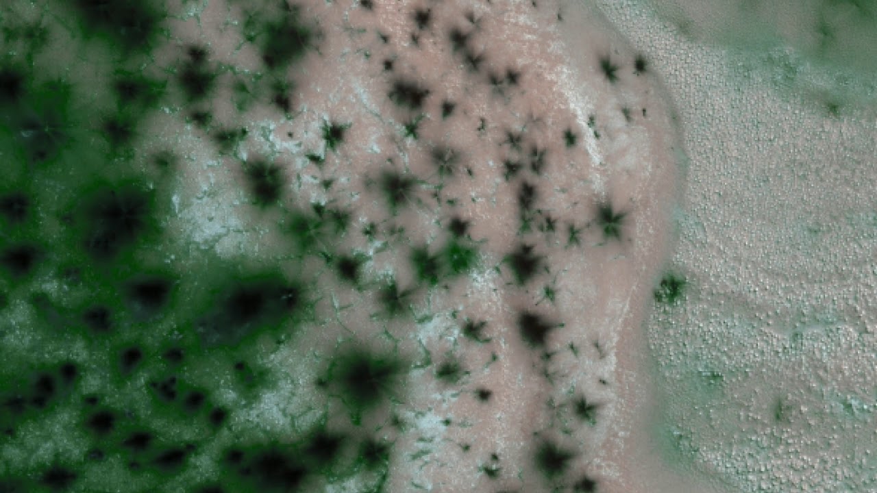 Grass On Mars
