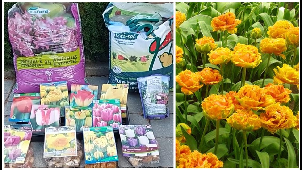 CÁCH TRỒNG, CHĂM SÓC,  PHÂN BÓN HOA TULIP VÀ THỦY TIÊN Ở XỨ LẠNH