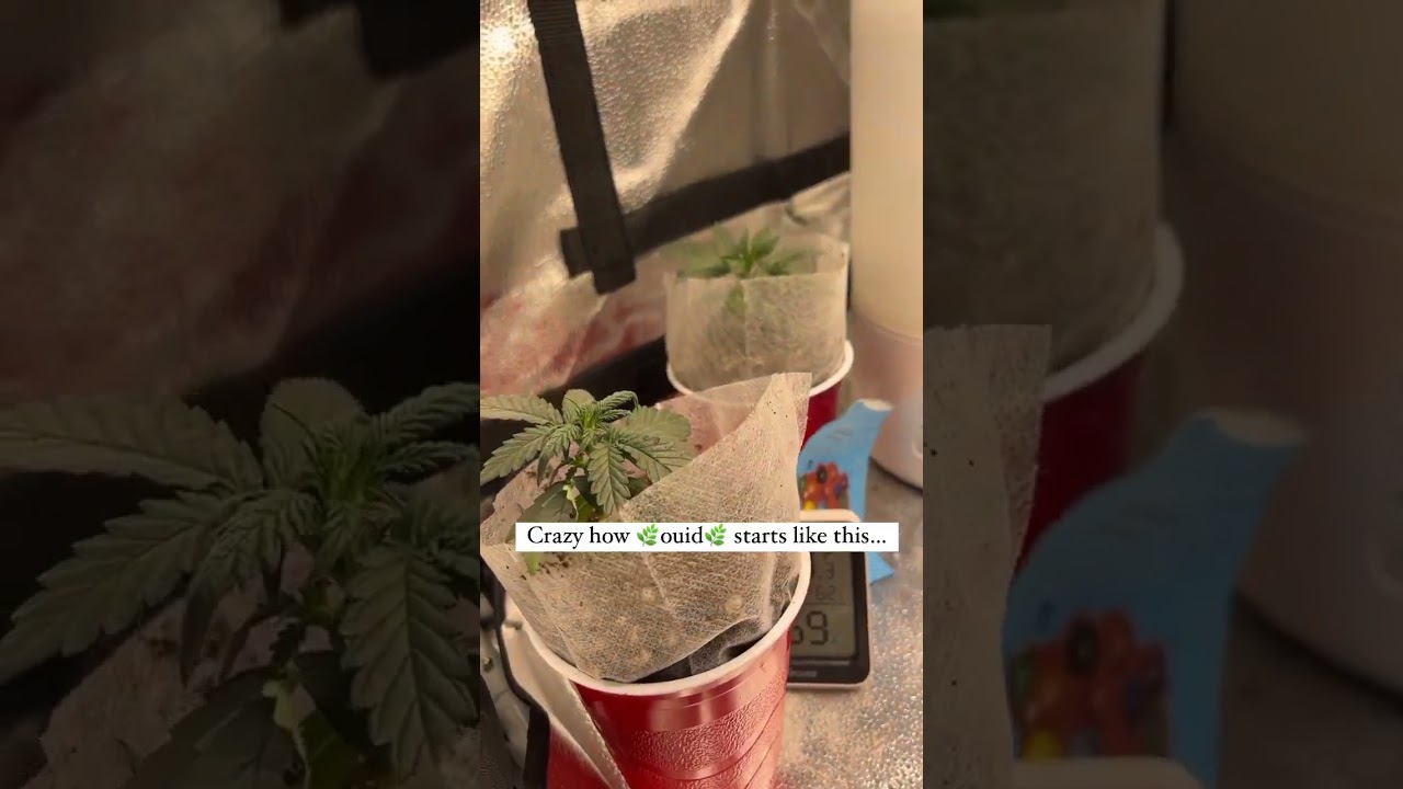 Discover my secret closet garden 🌱🔥 Watch