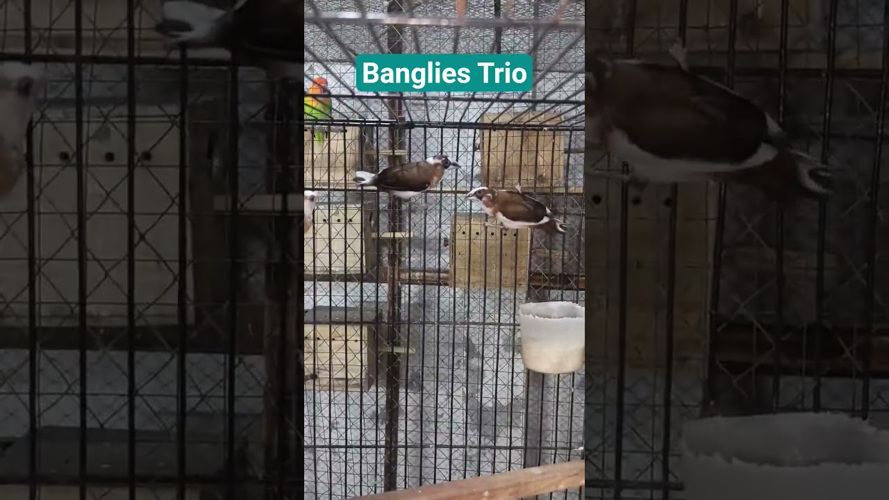 Banglies Trio With Eggs #foryou #europeangoldfinch #egg #Banglies #music